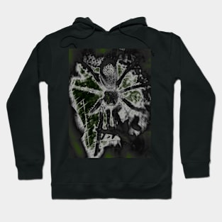 Tarantula Spiderling V40 Hoodie